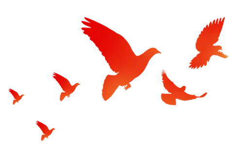 和平鸽飞-免扣素材-透明PNG