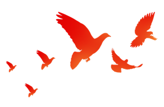 和平鸽飞-免扣素材-透明PNG