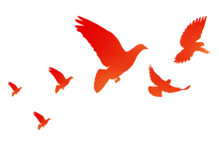 和平鸽飞-免扣素材-透明PNG