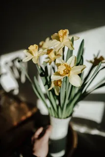 黄色水仙花水培植物图片 黄色水仙花水培植物图片