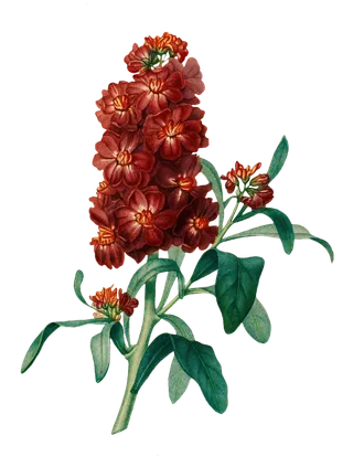 复古手绘植物花卉插画 免抠