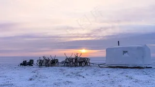 冬季草原驯鹿拉雪橇图片