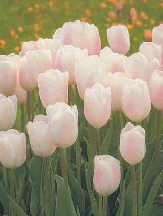 春天粉色郁金香花海绿叶温馨阳光，春分摄影图