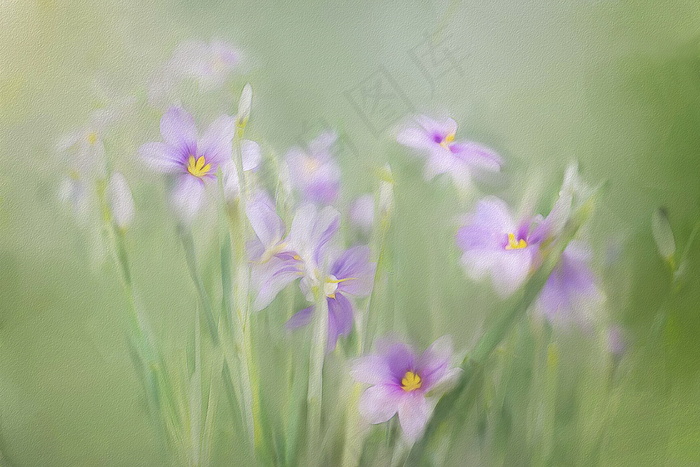 植物水彩画图片