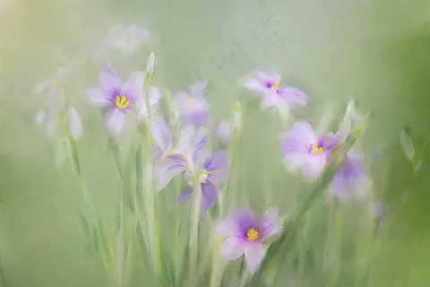 植物水彩画图片