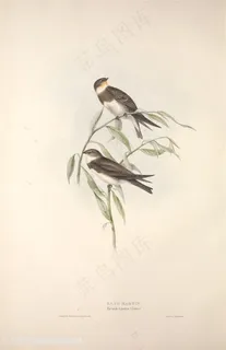 高清鸟儿中式插画