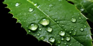 露珠绿叶摄影背景