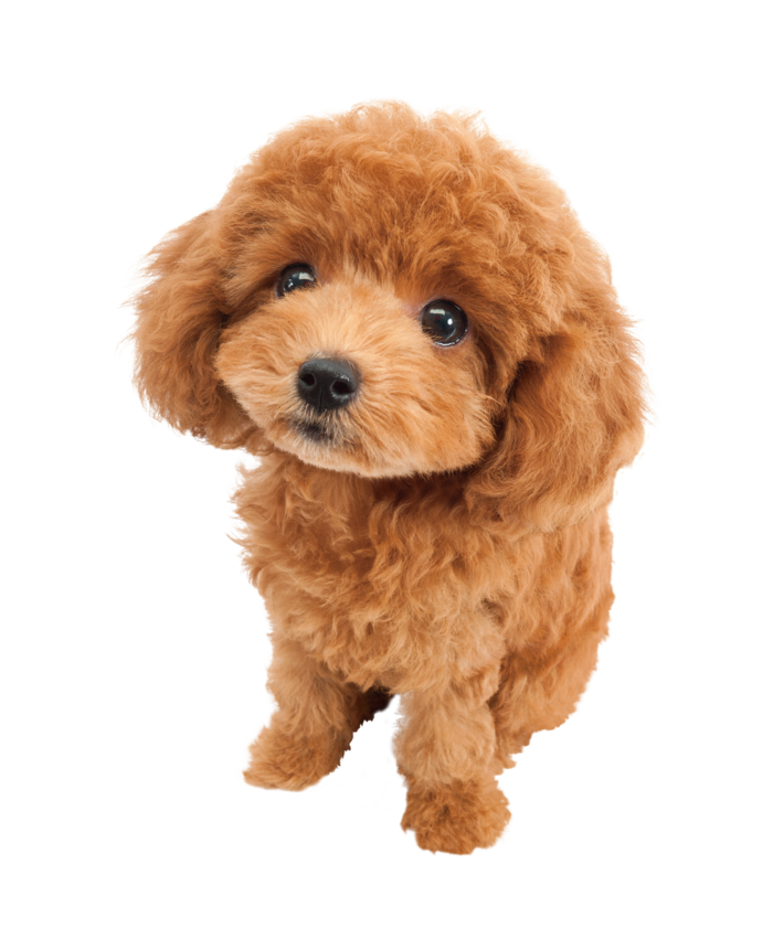 可爱的泰迪幼犬
