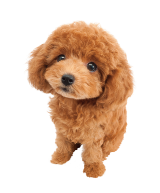 可爱的泰迪幼犬