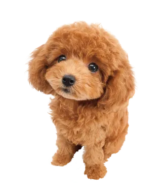 可爱的泰迪幼犬