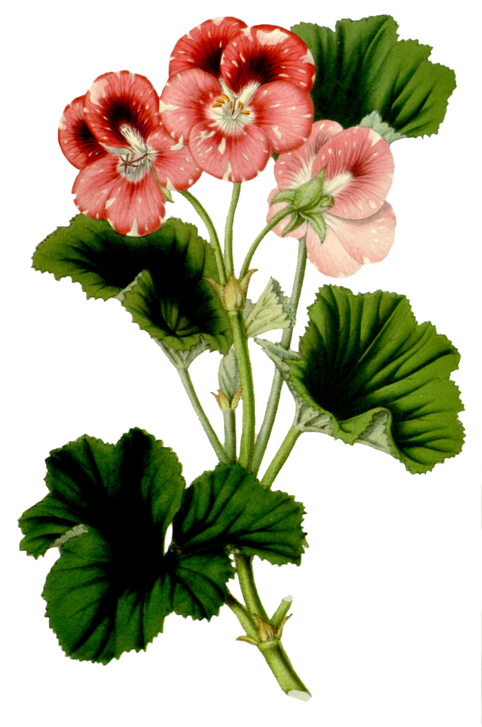 复古手绘植物花卉玫瑰花PNG免扣图案高清图片PS设计素材图