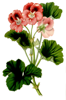 复古手绘植物花卉玫瑰花PNG免扣图案高清图片PS设计素材图