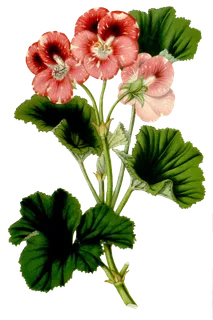 复古手绘植物花卉玫瑰花PNG免扣图案高清图片PS设计素材图 复古手绘植物花卉玫瑰花PNG免扣图案高清图片PS设计素材图
