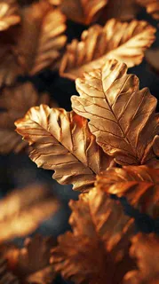 秋天秋叶金黄色满地落叶，秋分摄影图