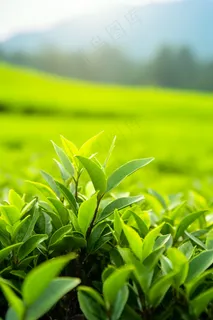 茶叶茶园种植摄影图