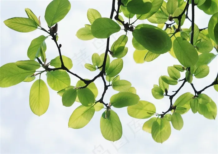 森林树木春天风景jpg素材