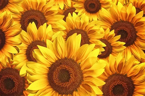 向日葵鲜花图片 向日葵鲜花图片