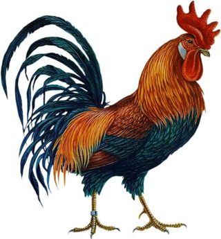 公鸡 PNG免抠