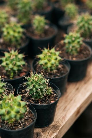 绿色仙人掌仙人球摄影素材