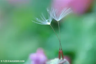 唯美蒲公英种子微距摄影鲜花图片