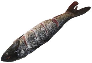 生鱼鲤鱼鲫鱼免抠摄影元素素材