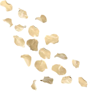 花瓣 免抠 漂浮 花瓣元素