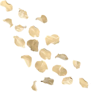 花瓣 免抠 漂浮 花瓣元素