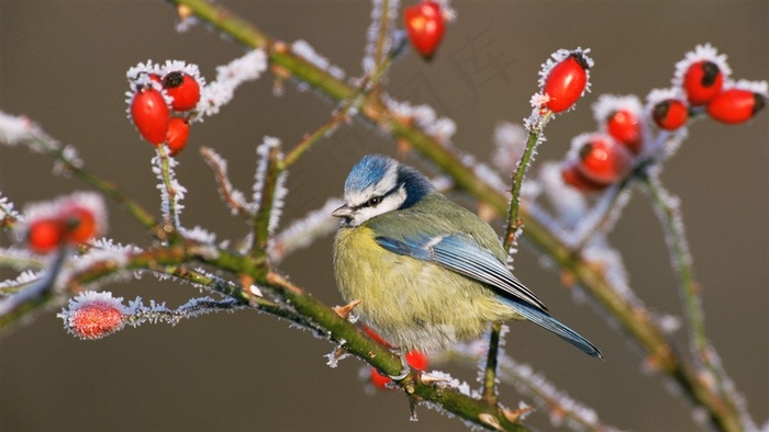 冬天雪枝上面的小鸟