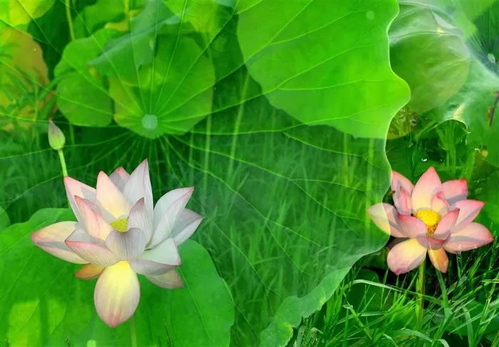 梦里的荷花池
