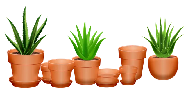 芦荟, 仙人掌, 多汁的, 花盆, 绿色