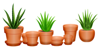 芦荟, 仙人掌, 多汁的, 花盆, 绿色