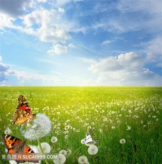 蝶恋花蒲公英草地蓝天美景图片 蝶恋花蒲公英草地蓝天美景图片