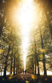 树林行走的情侣高清图片