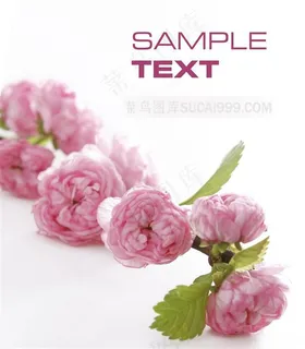 唯美粉色木槿花高清图片