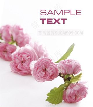 唯美粉色木槿花高清图片