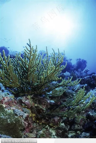 艳丽的珊瑚-鹿角形的珊瑚