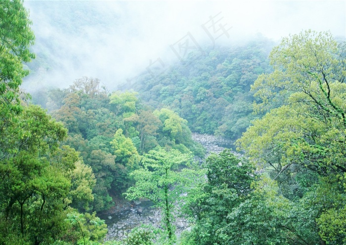 森林风景阳光图片素材