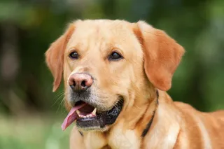 美国拉布拉多犬图片