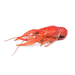 虾类(49)海鲜超市商品红酒白底图免抠实物摄影png格式图片透明底