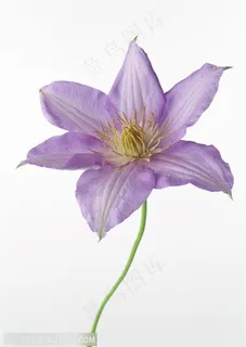 花卉物语-漂亮的紫色百合 花卉物语-漂亮的紫色百合