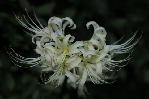 白色彼岸花高清图片 白色彼岸花高清图片