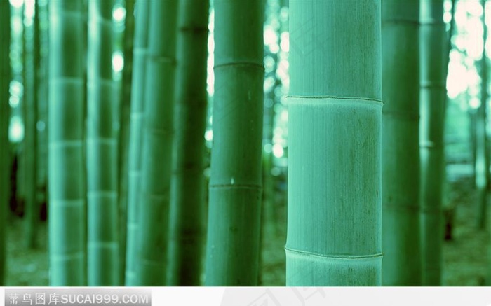 密密麻麻的竹竿11