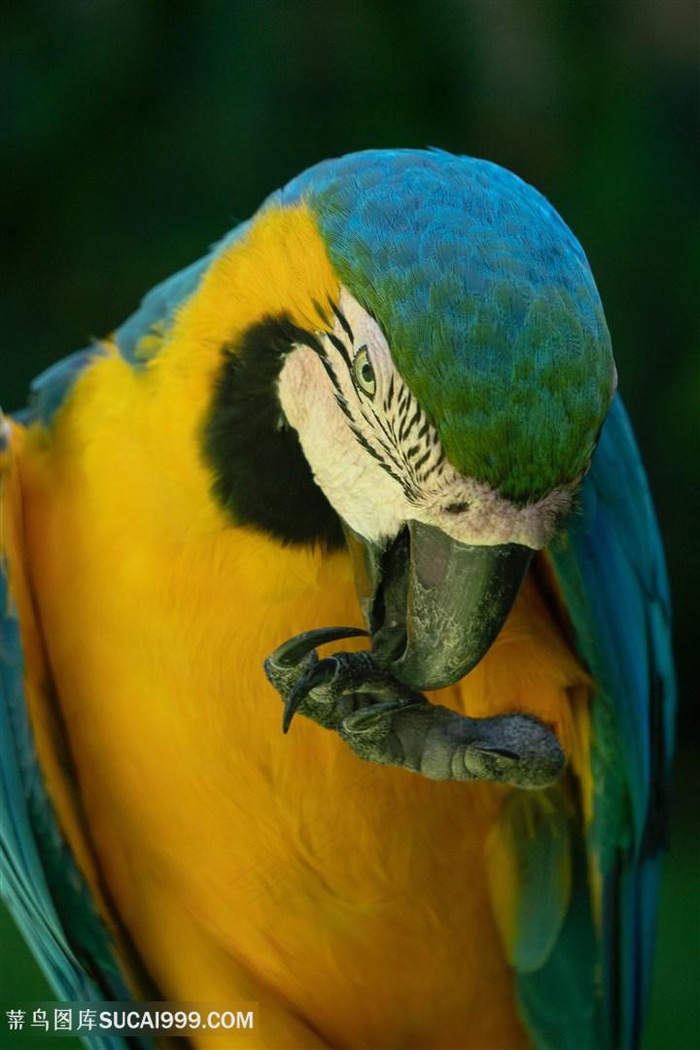 金刚鹦鹉啃脚爪子图片