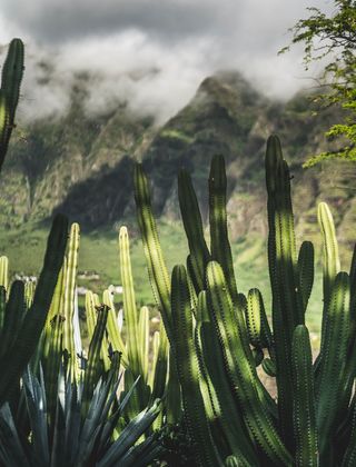 绿色仙人掌仙人球摄影素材