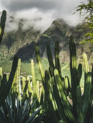 绿色仙人掌仙人球摄影素材