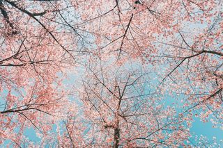 立春春天背景花图片