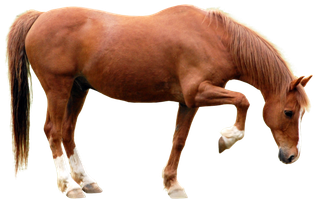 马动物免扣素材透明背景野马