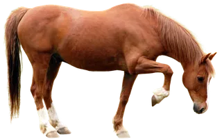 马动物免扣素材透明背景野马