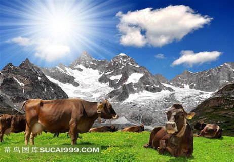 在雪山草原上吃草的牛群