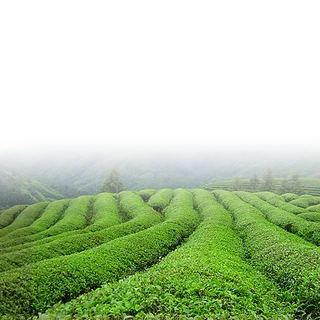 茶园田现代农业